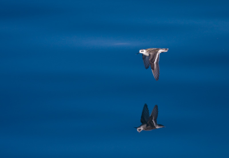 Red-Necked Phalarope In Flight Reflected On Ocean Surface
